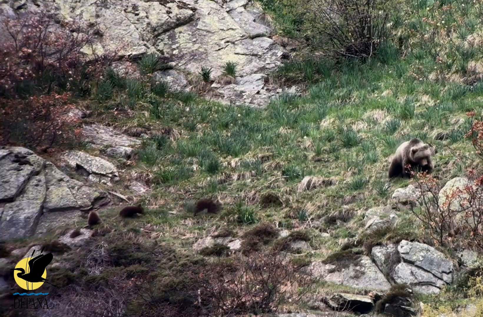 Hallazgo inédito en el Pirineu: encontradas dos osas y seis oseznos en la Val d'Aran