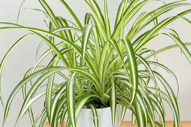 Imagen de la planta cinta / Foto: Plantvine