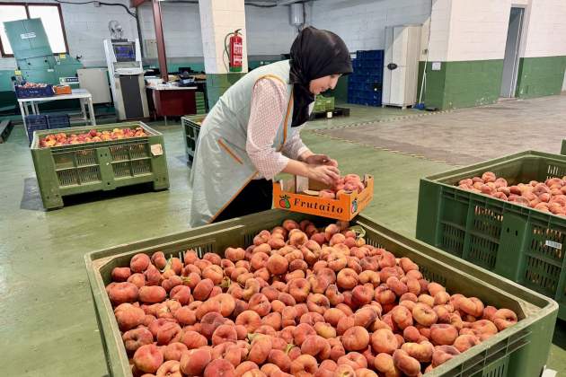 Una treballadora de la cooperativa de fruita Frutaito d'Aitona ACN Una treballadora de la cooperativa de fruita Frutaito d'Aitona ACN