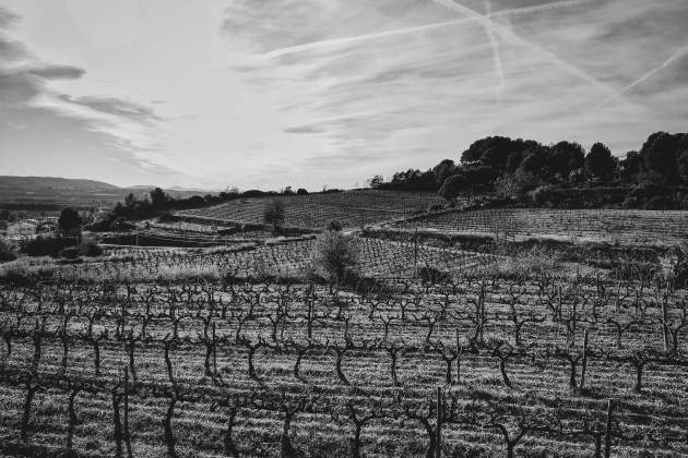 Penedès Vinya Penedès Vinya