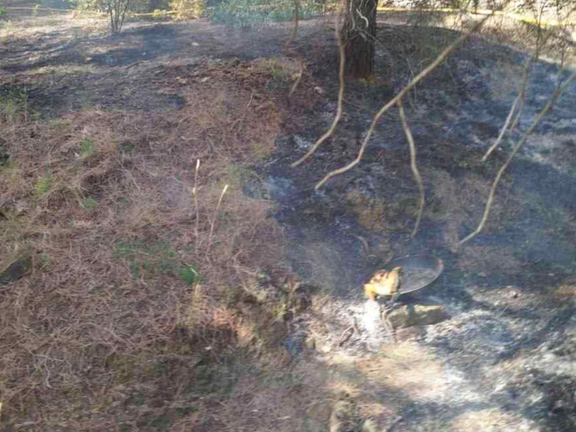 Detenen una dona que va provocar un incendi forestal a Llançà en cuinar pollastre al mig del bosc