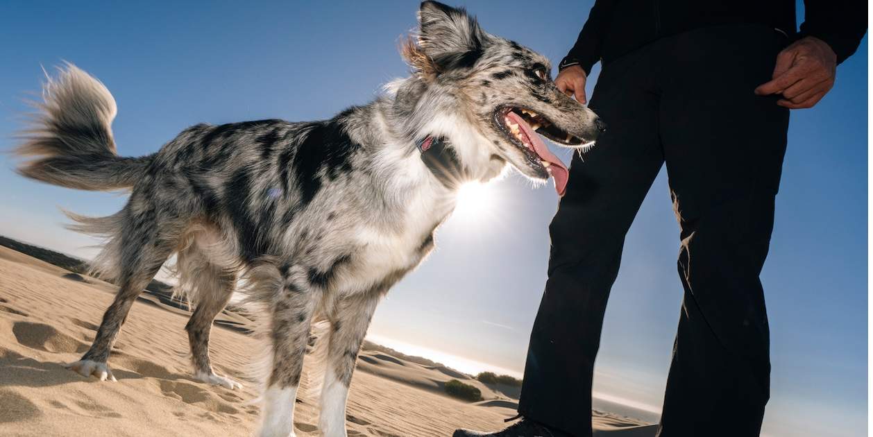 Llancen un collar per a gossos que integra Starlink per a localització mitjançant satèl·lits