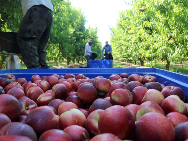 Collita de nectarines a una finca d'Aitona. Foto: Alba Mor / ACN