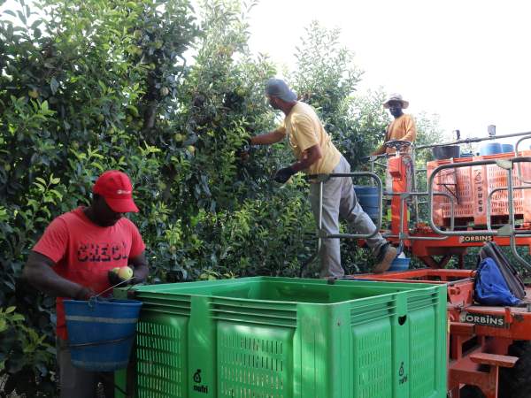 Un grup de tremporers collint pomes de la varietat Gala a una finca de Bell-lloc d'Urgell. Foto: Alba Mor