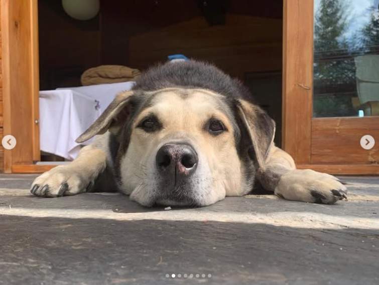 El gos dels Mascó, Ig