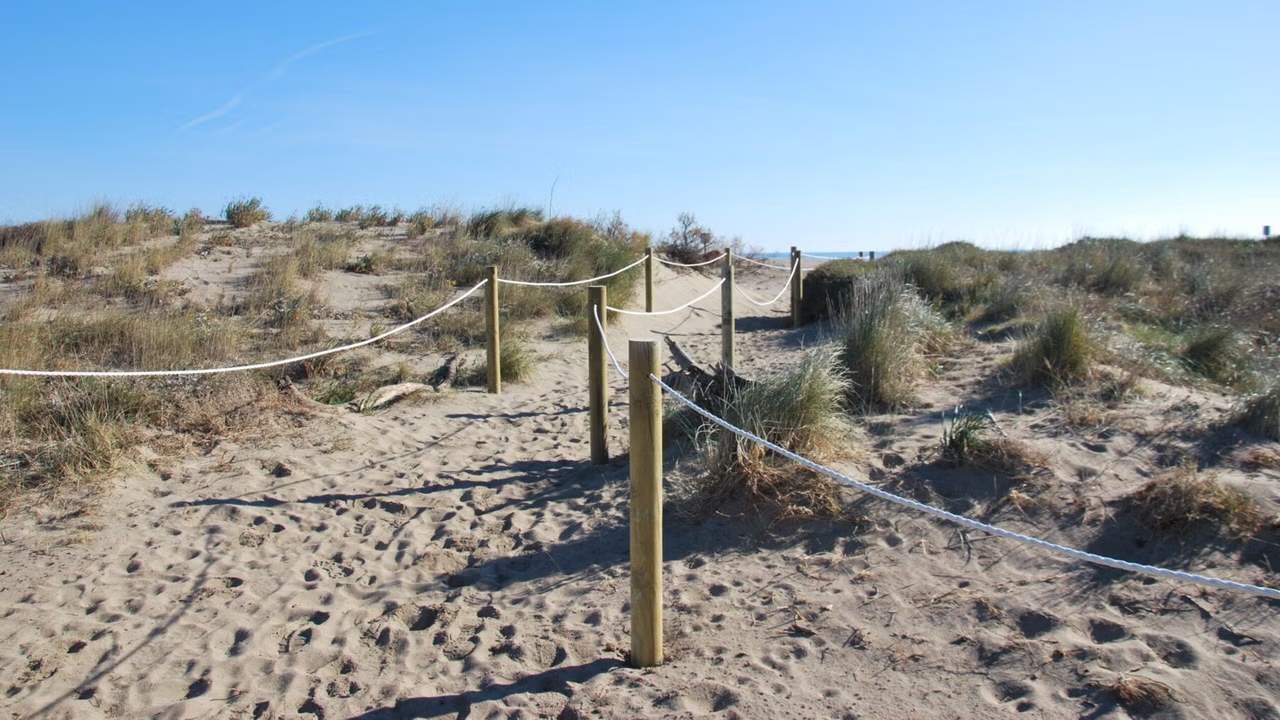 Les dunes de la platja de Pals (gencat.cat)