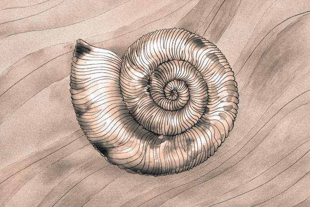 El hallazgo permite comparar la anatomía de antiguos crinoideos con especies actuales y entender mejor cómo cambiaron sus estrategias de alimentación