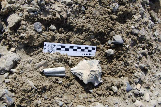Hallan el cráneo de un pingüino de 55 millones de años, entre el resto de huesos
