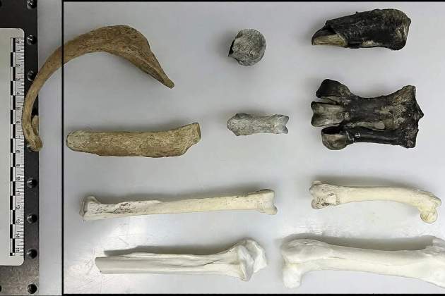 Overview of the Fossil Specimens and the µ XRF Scanning Area