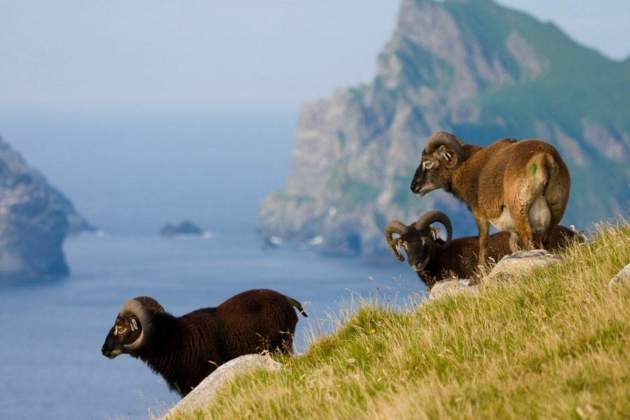 Ovelles de raça Soay, a les illes de Saint Kilda. Font Amics de la Història Veterinària (Grande)