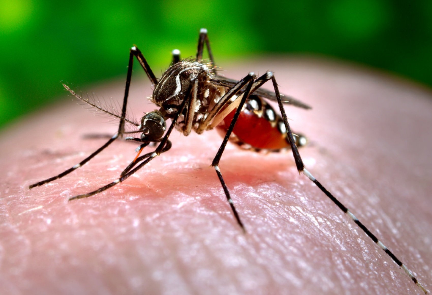 Detecten el primer cas de dengue autòcton a Catalunya