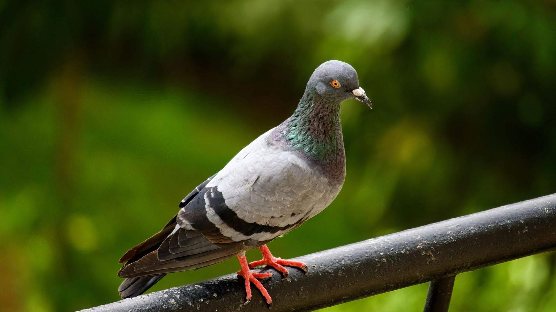 Si las palomas vuelven una y otra vez a tu balcón, hay una razón: esto es lo que buscan
