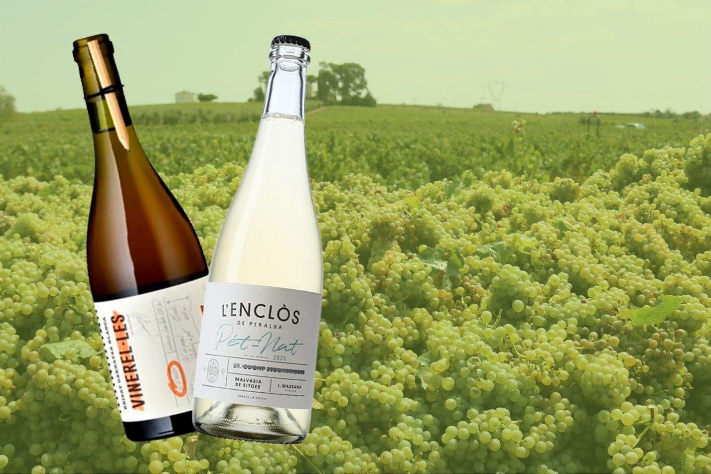 Dos grans vins de mínima intervenció amb el territori com a protagonista