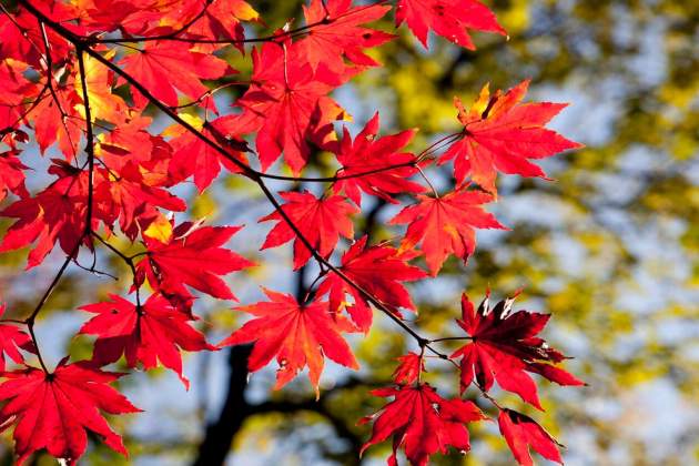 Imatge d'unes fulles de tardor Imatge d'unes fulles de tardor