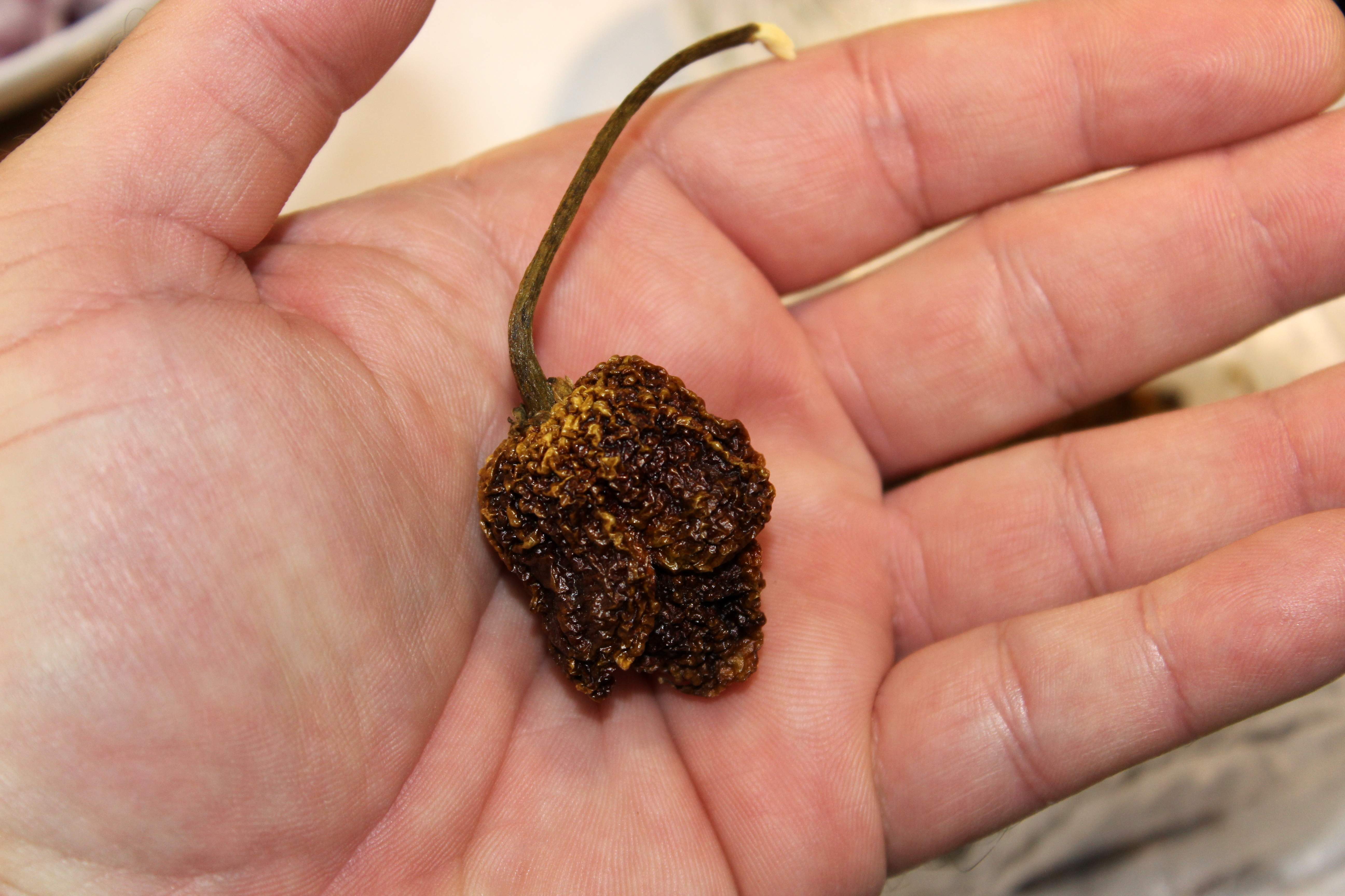 Carolina Reaper