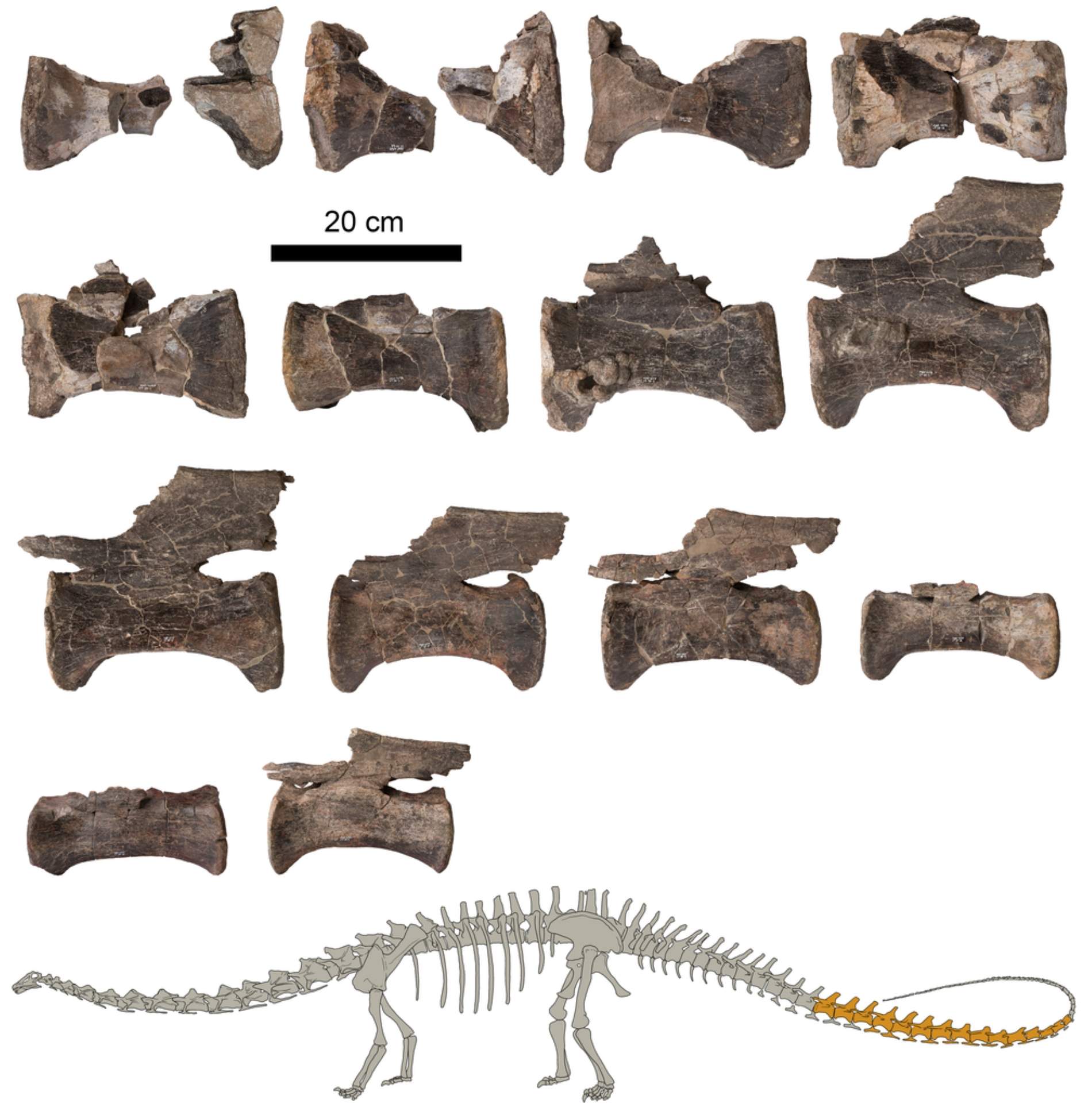 Fossils diplodoc / Fundació Dinopolis Terol Fossils diplodoc / Fundació Dinopolis Terol