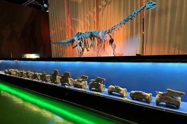 Diplodoc exposat Museu Paleontologia Fundacio Dinopolis Terol Diplodoc exposat Museu Paleontologia Fundacio Dinopolis Terol