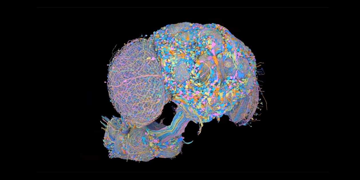 La IA de Google reconstruye el cerebro completo de una mosca: 166.000 neuronas y millones de conexiones