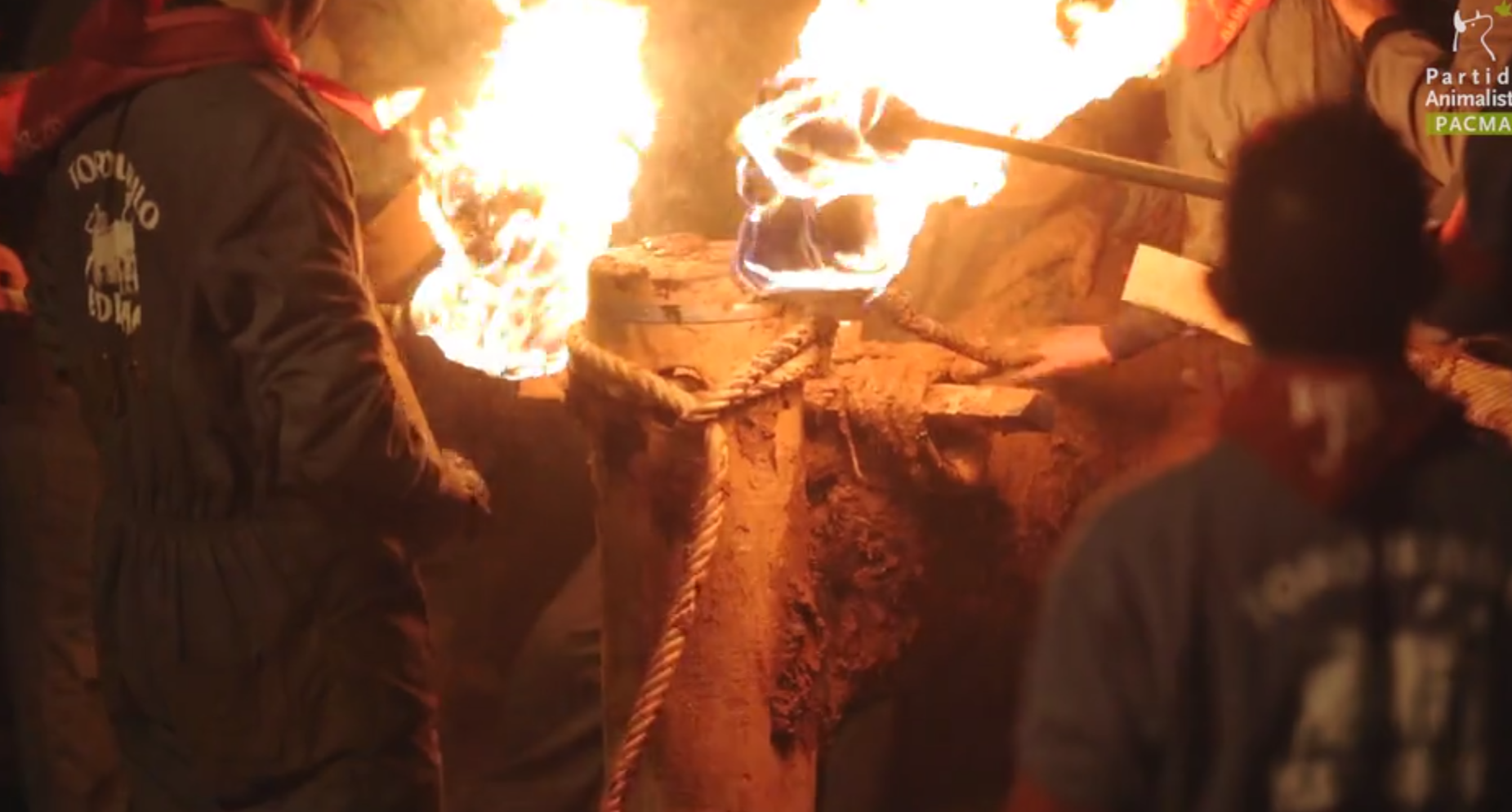 Vídeo: El PACMA denuncia la festa taurina de Medinaceli, a Sòria
