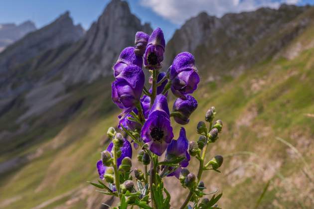 Imatge d'una tora blava / Foto: Pexels Imatge d'una tora blava / Foto: Pexels