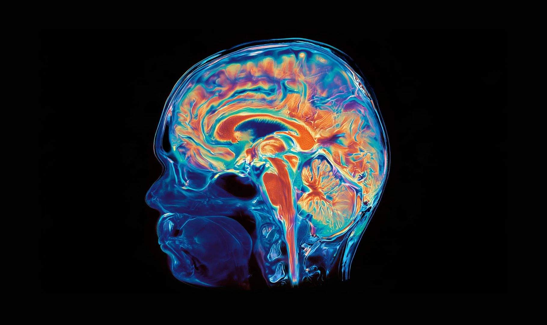 Nuestro cerebro podría ser en realidad dos órganos distintos unidos por la evolución