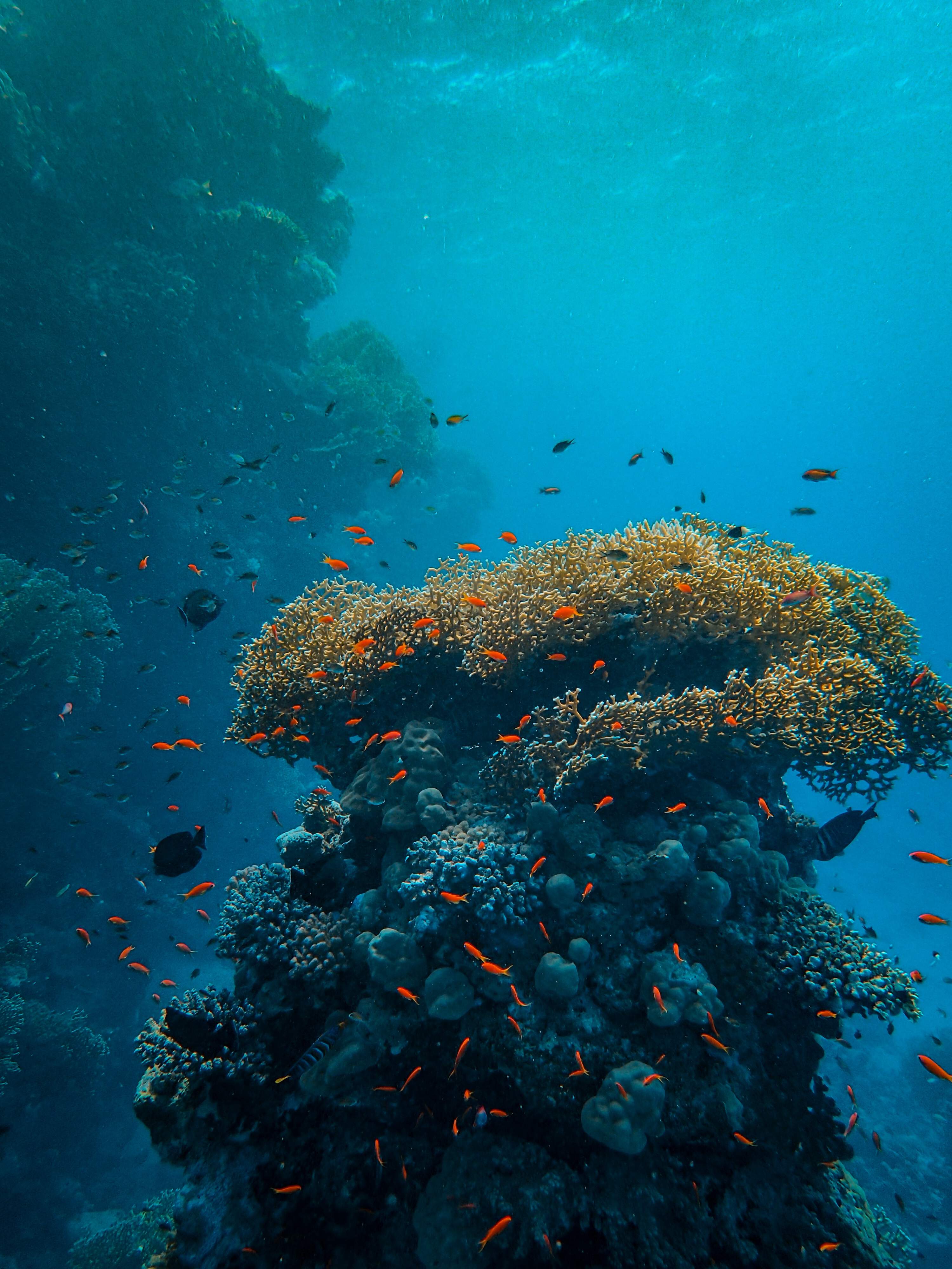 Els oceans baten un nou rècord de calor: què significa per a les nostres costes?