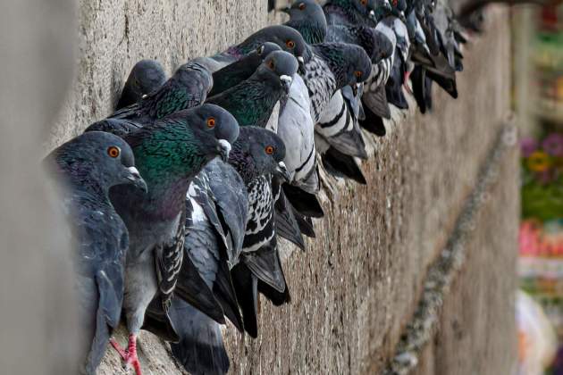 Imatge de coloms / Foto: Pexels