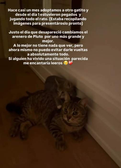 María Pombo sobre la desaparició del seu gat / Instagram
