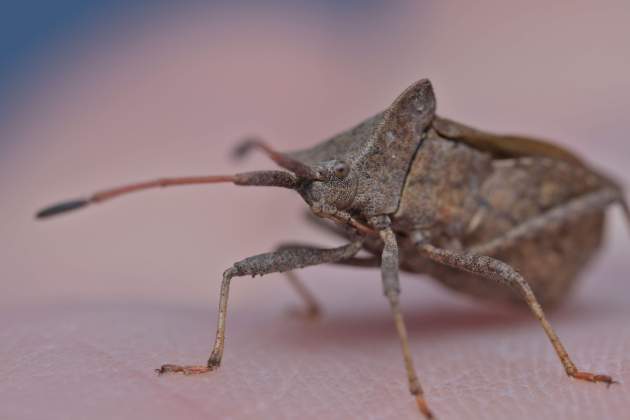 Imatge d'una xinxe / Foto: Pexels Imatge d'una xinxe / Foto: Pexels