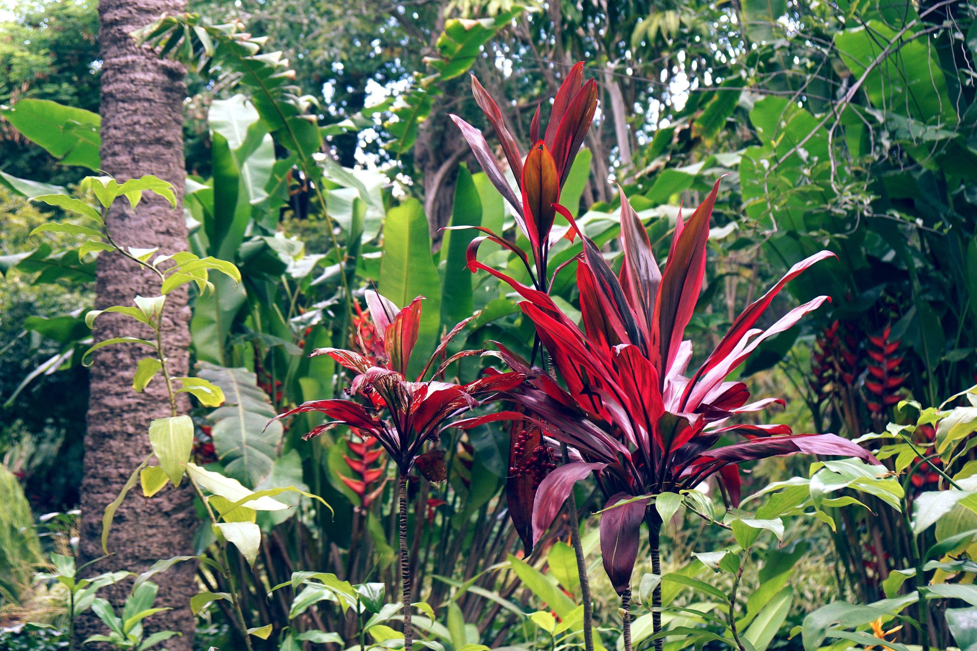 Les cinc plantes de fulles fosques ideals per donar un toc elegant al jardí