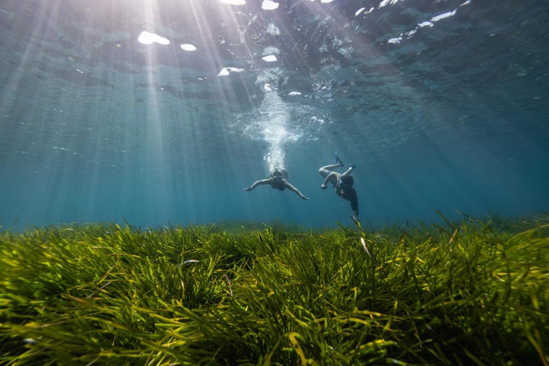 Associació Vellmarí i la Bluewave Alliance planten 100.000 feixos de posidònia a les Illes Balears