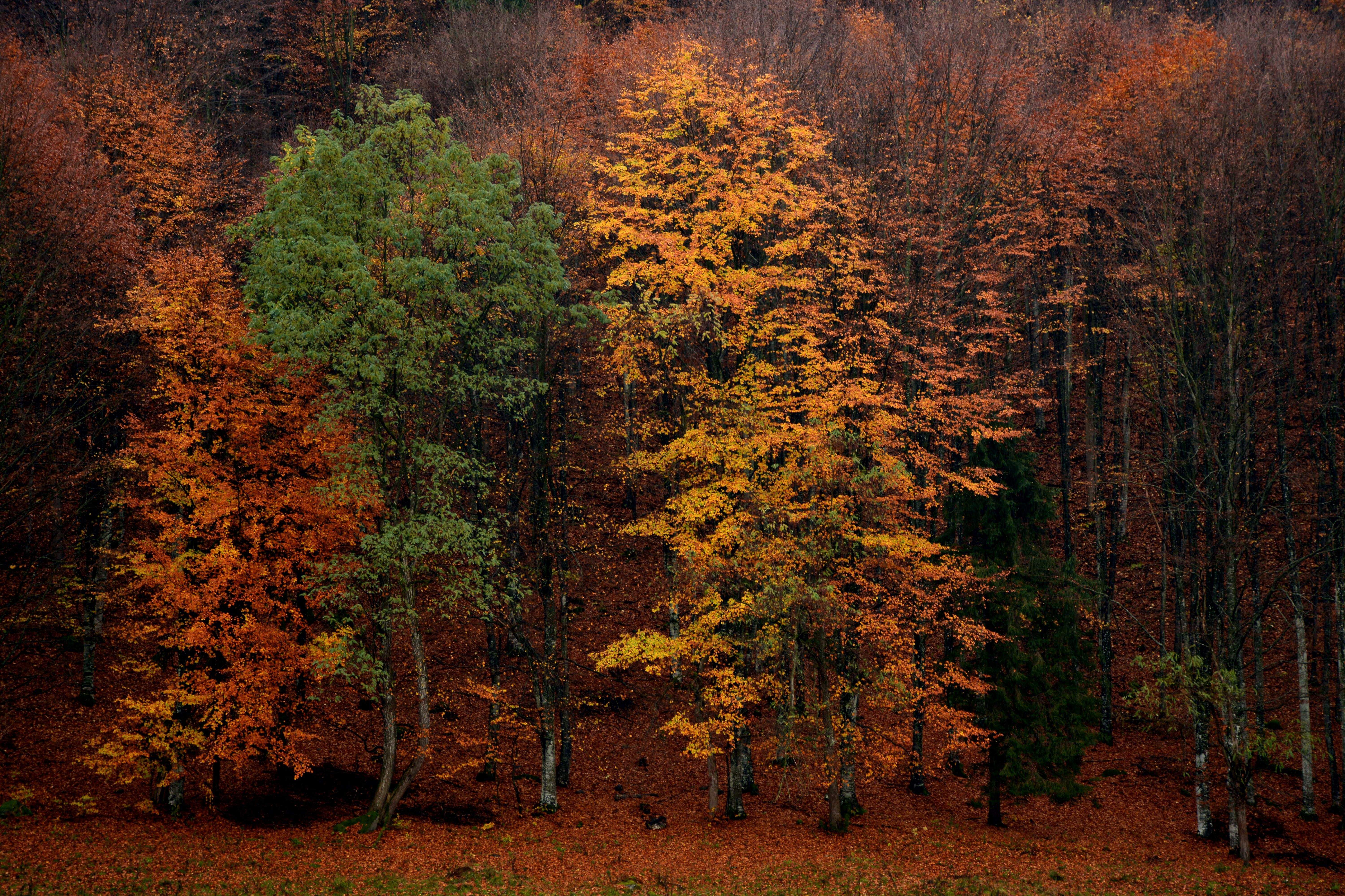 Cinco excursiones en Catalunya para disfrutar de un paisaje de otoño de postal
