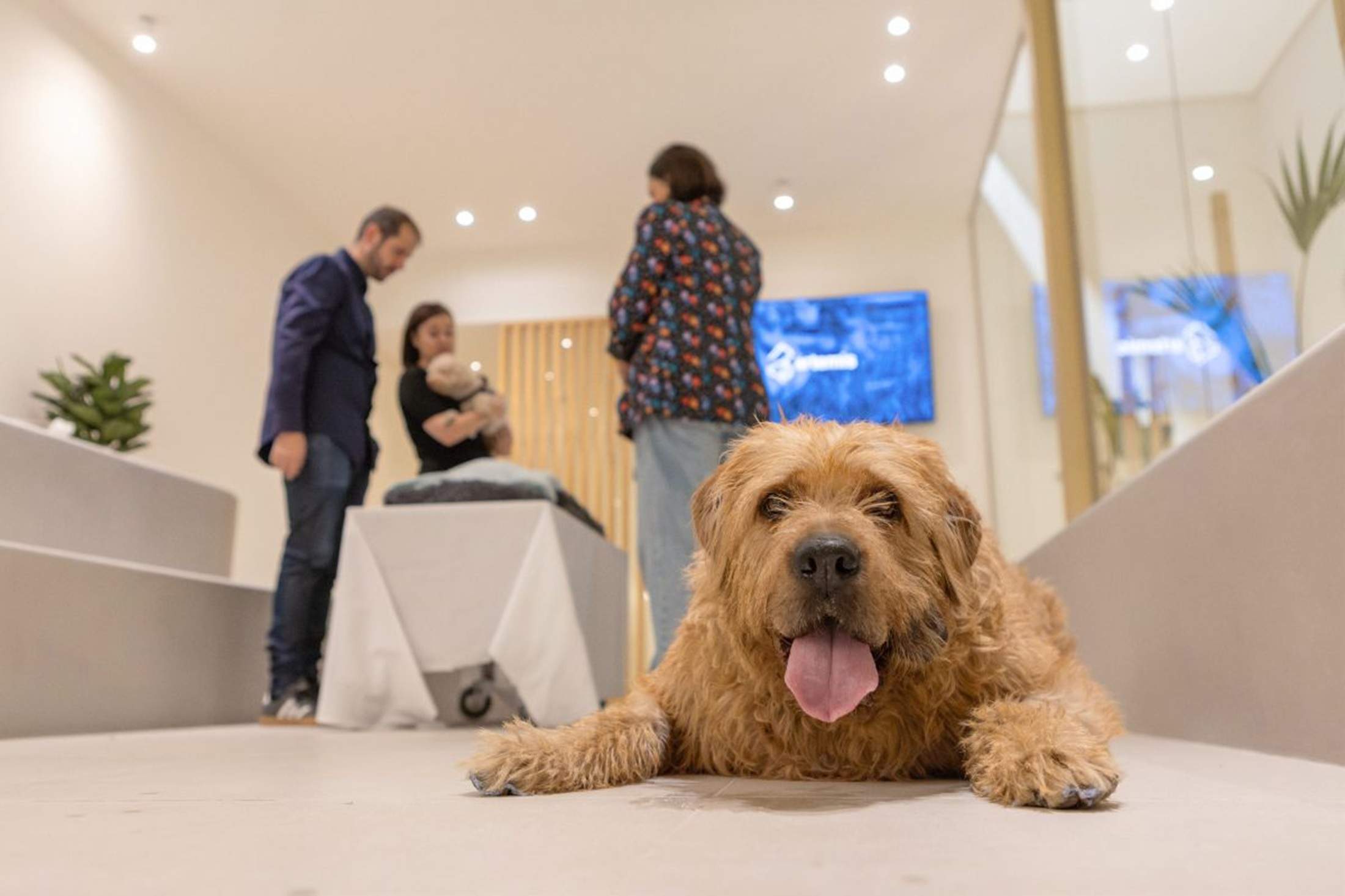 El 25 % de los jóvenes echa en falta espacios para despedirse de sus mascotas
