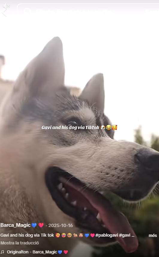 Conan, el preciós gos de Gavi TikTok