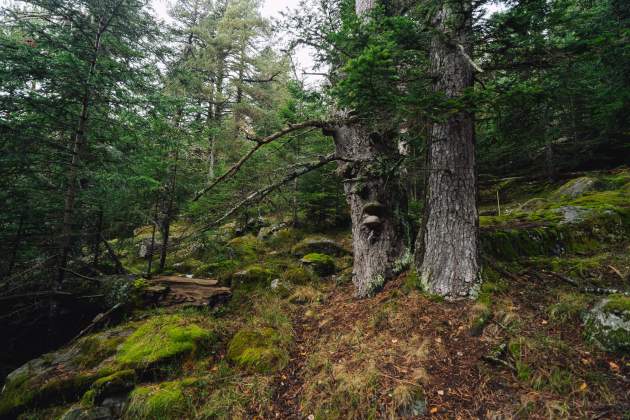 Boscos madurs del Parc Nacional d’Aigüestortes i Estany de Sant Maurici / Galdric Mossoll Boscos madurs del Parc Nacional d’Aigüestortes i Estany de Sant Maurici / Galdric Mossoll