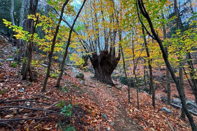 Imatge del Bosc de Merlí / Foto: Wikiloc Imatge del Bosc de Merlí / Foto: Wikiloc