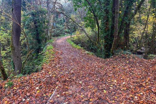 La tardor és l'època ideal per visitar el Bosc de Merlí / Foto: Wikiloc La tardor és l'època ideal per visitar el Bosc de Merlí / Foto: Wikiloc