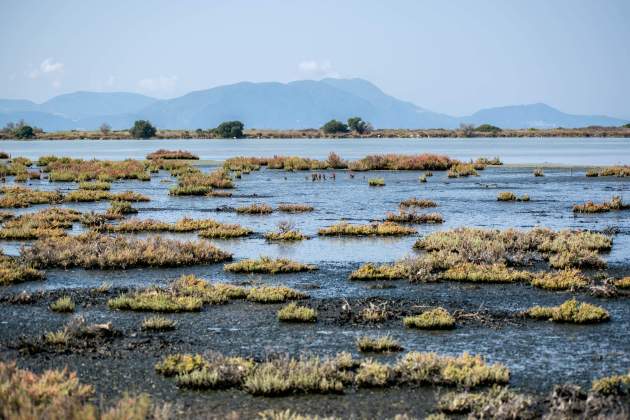 Imatge d'arxiu del Delta de l'Ebre / Foto: Pexels Imatge d'arxiu del Delta de l'Ebre / Foto: Pexels