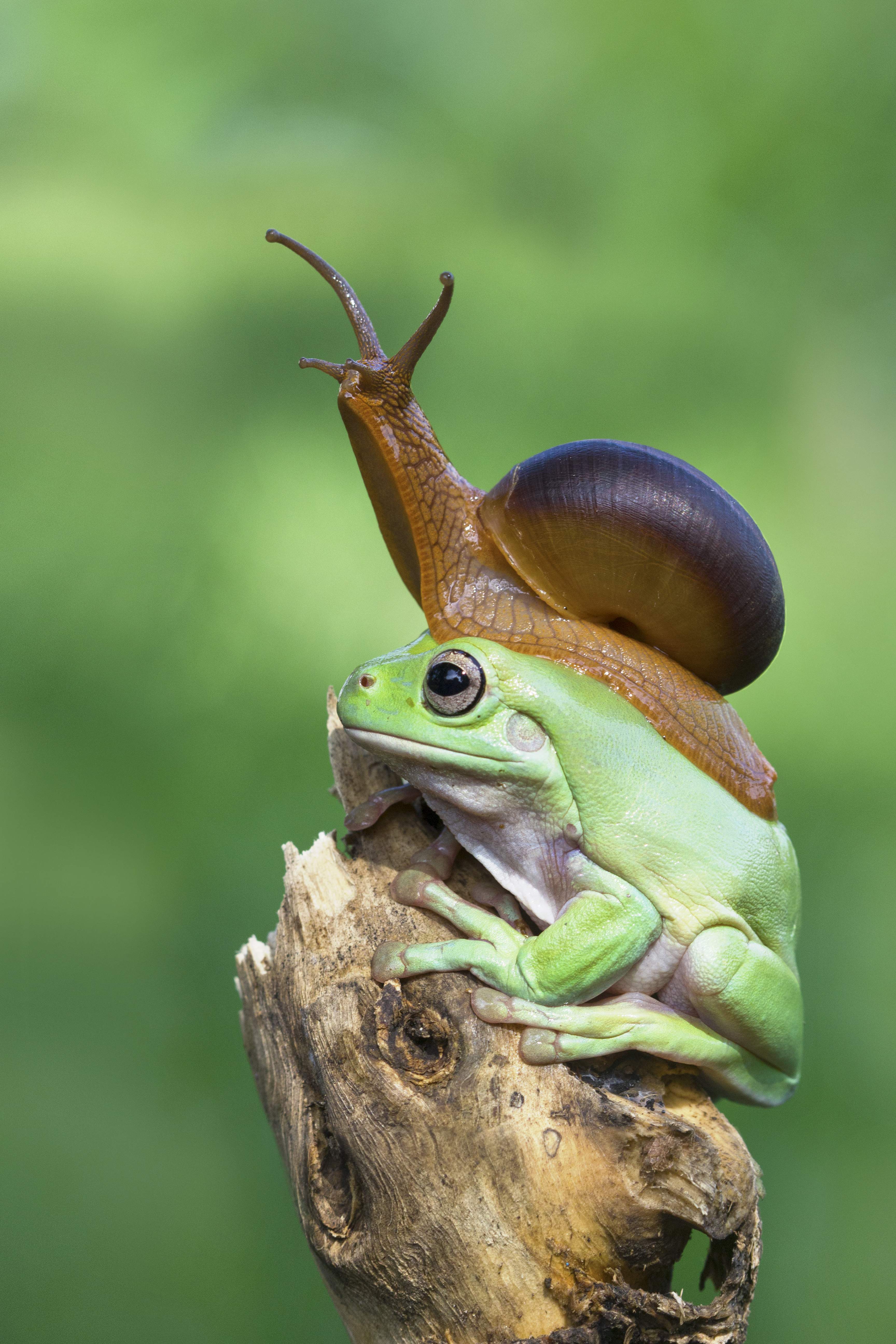 La COP17 de la biodiversitat arriba amb deures pendents per al 2030