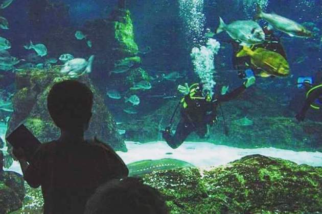 Elisenda Roca, fent submarinisme a l'Aquàrium, davant del seu fill, quan era petit IG Elisenda Roca, fent submarinisme a l'Aquàrium, davant del seu fill, quan era petit IG