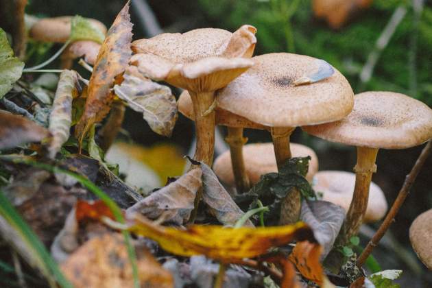 Bolets. Pexels Bolets. Pexels