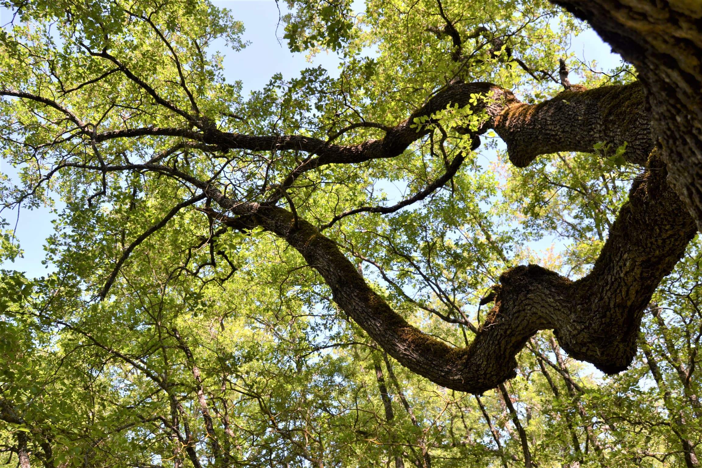 El bosc català que sembla encantat quan arriba la tardor: arbres gegants i un paisatge de conte