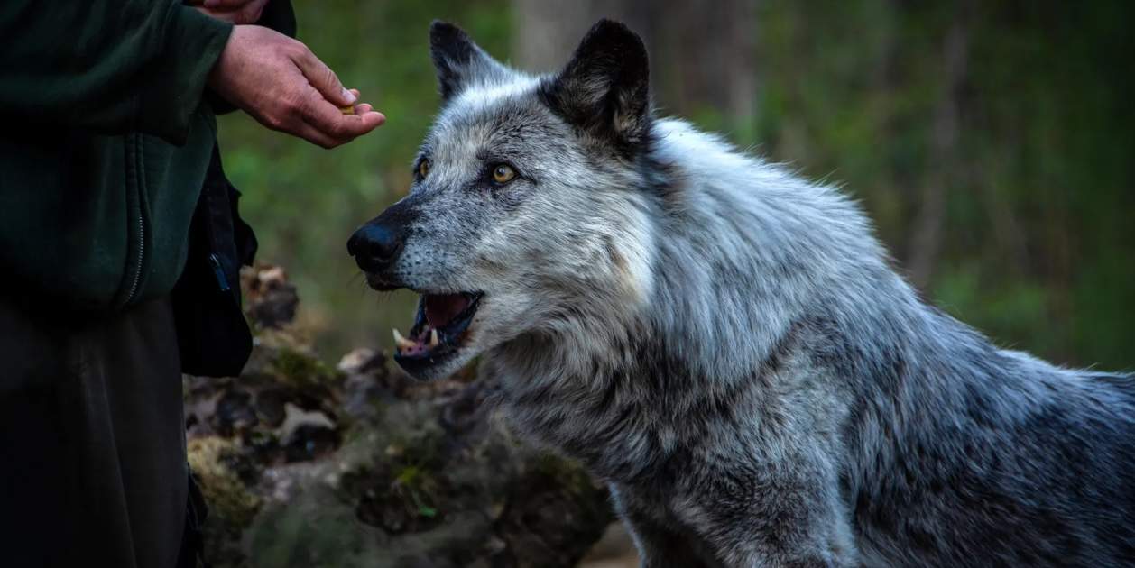 Fa 13.800 anys algú va construir una casa a Alaska... i pot ser que ja tingués gos