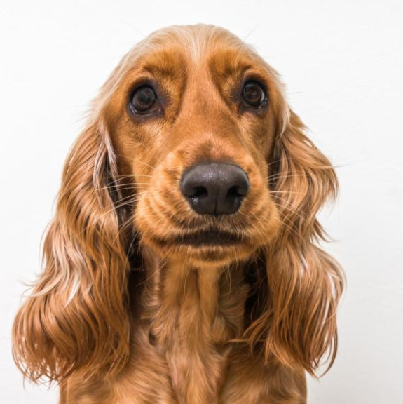 cocker spaniel
