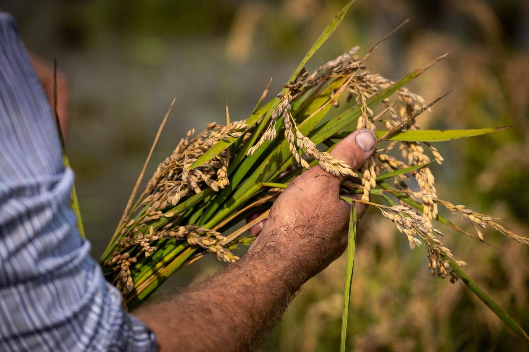 La Diputació de Tarragona portarà el producte agroalimentari de la demarcació al Gastronòmic Fòrum