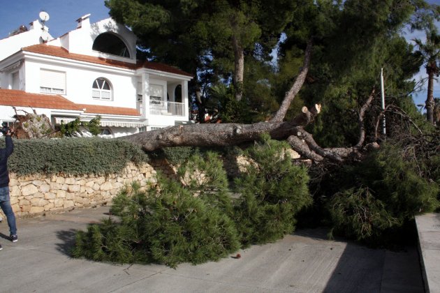 Caída árboles de Vent ACN Ràpita Caída árboles de Vent ACN Ràpita