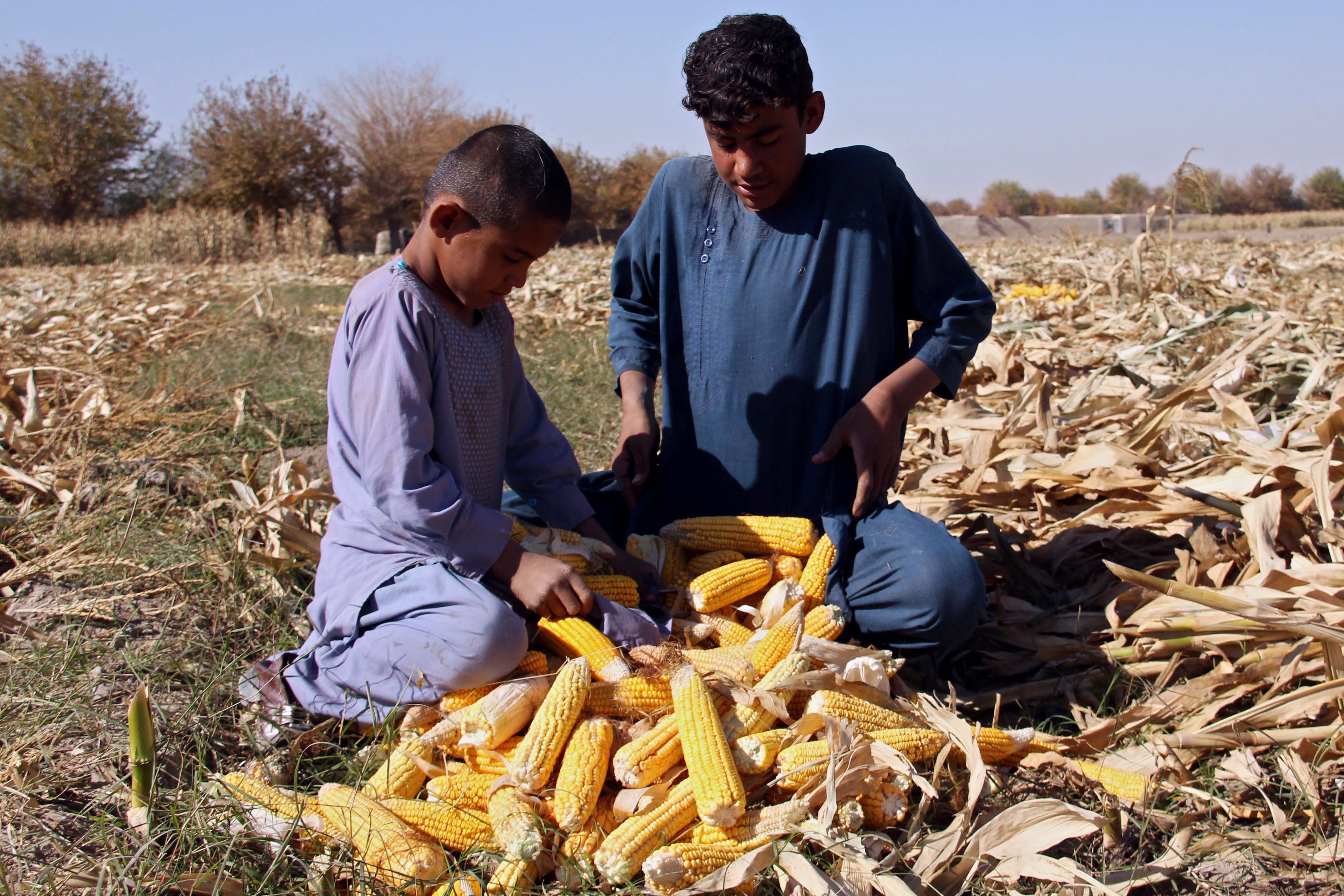 Una sequía en Afganistán obliga a las familias a pagar las deudas con los hijos