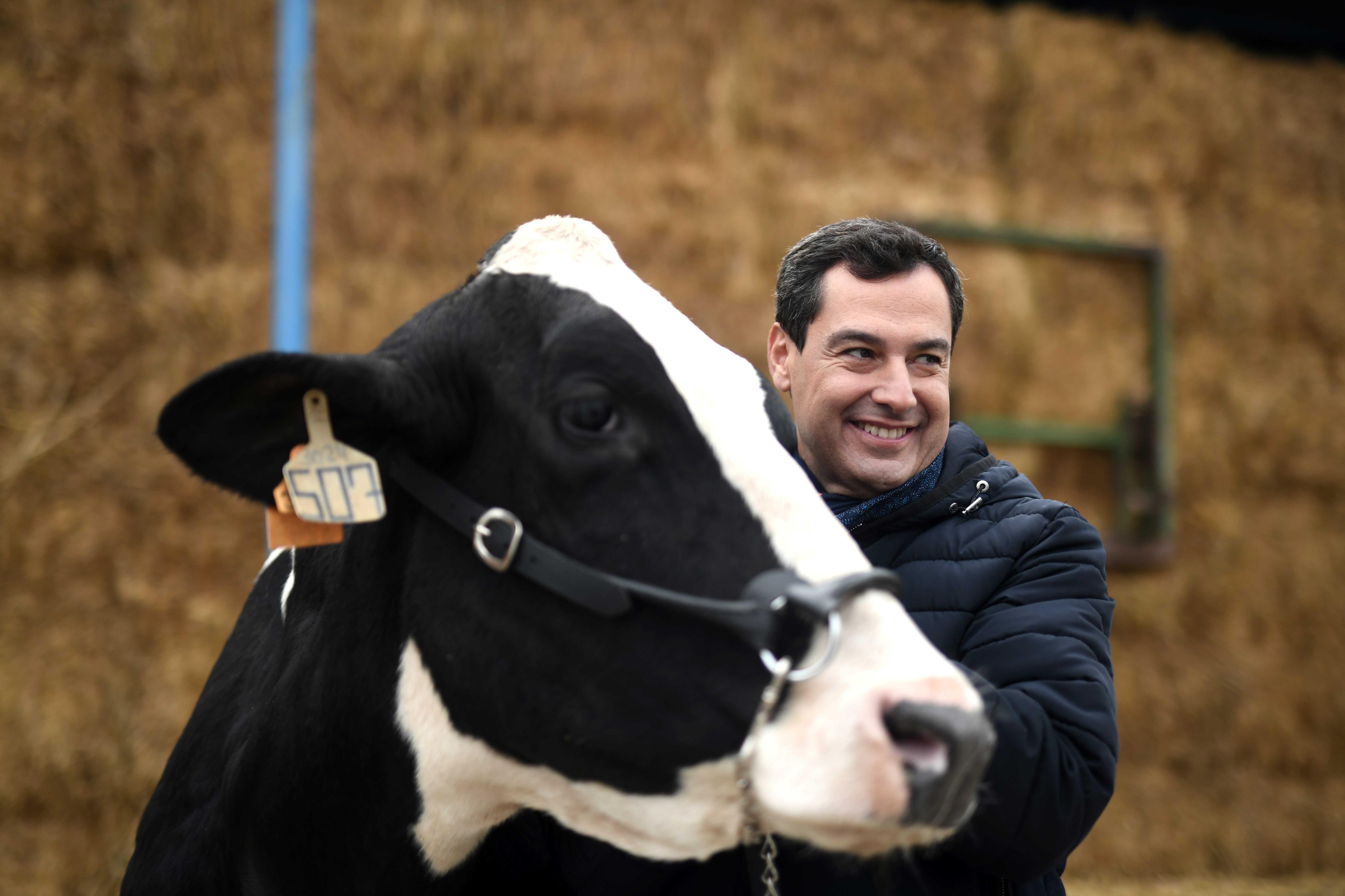 La surrealista conversa entre el candidat del PP i una vaca