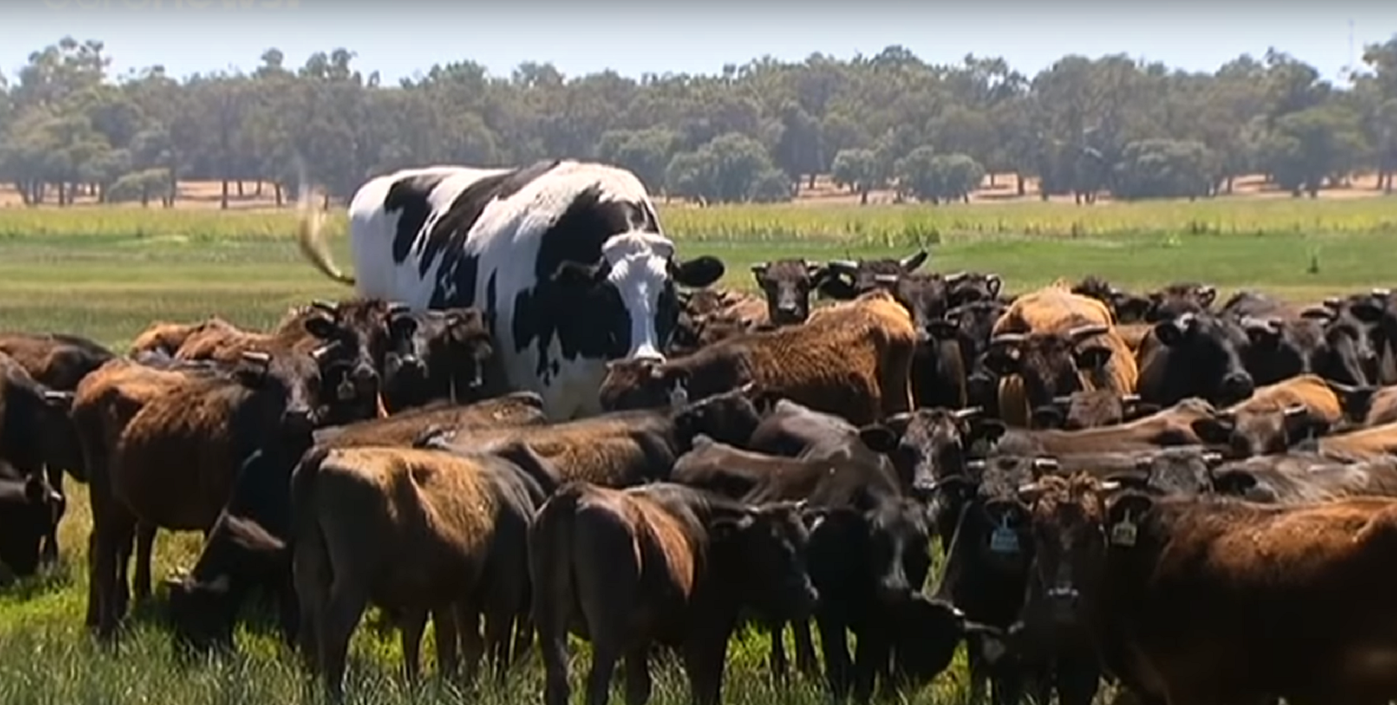 La vaca gegant de dos metres que s'ha salvat de l'escorxador