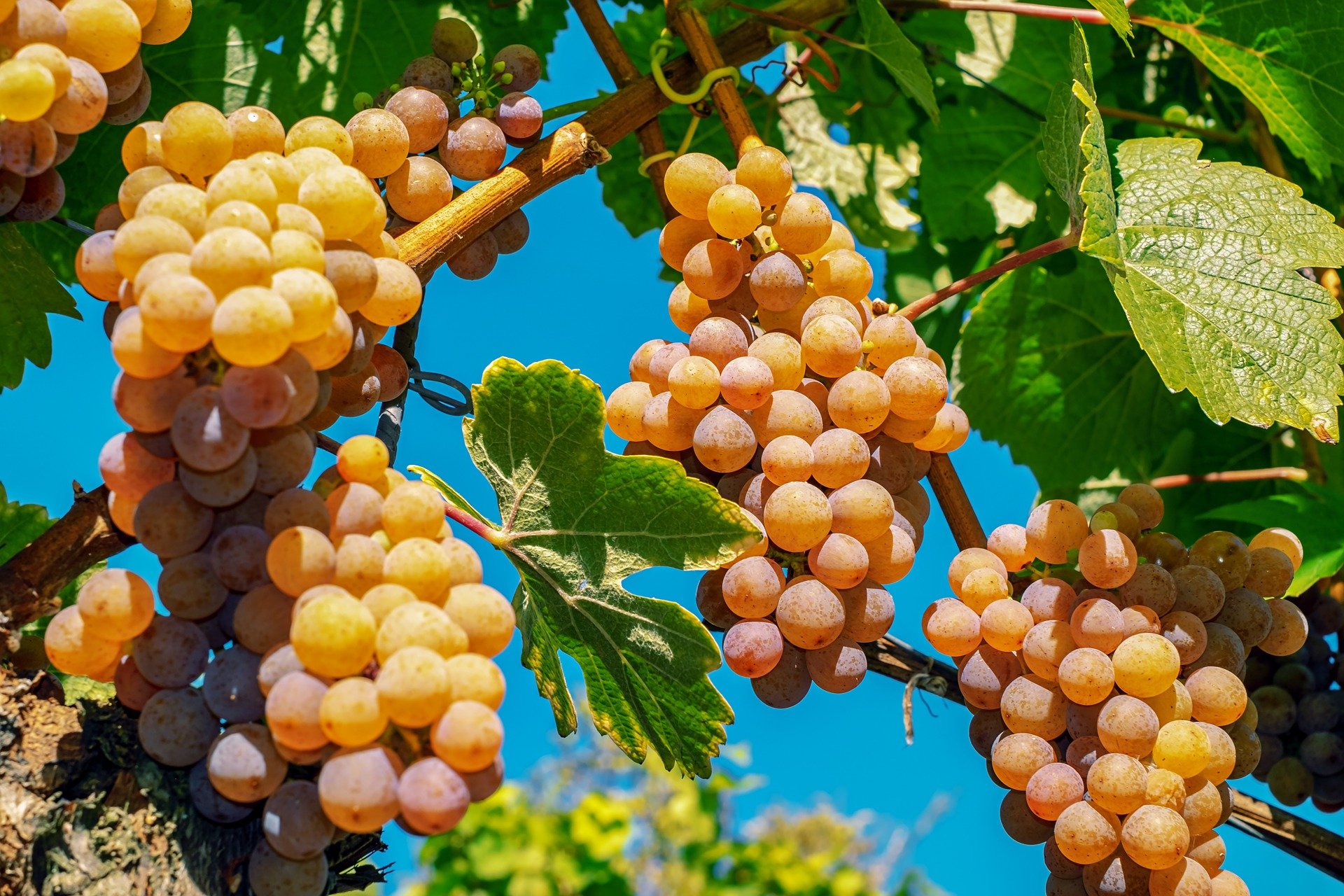 El Bulli nos enseña más de vinos y comida con la Bullipedia